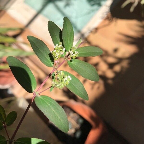 Euphorbia hypericifolia Flower