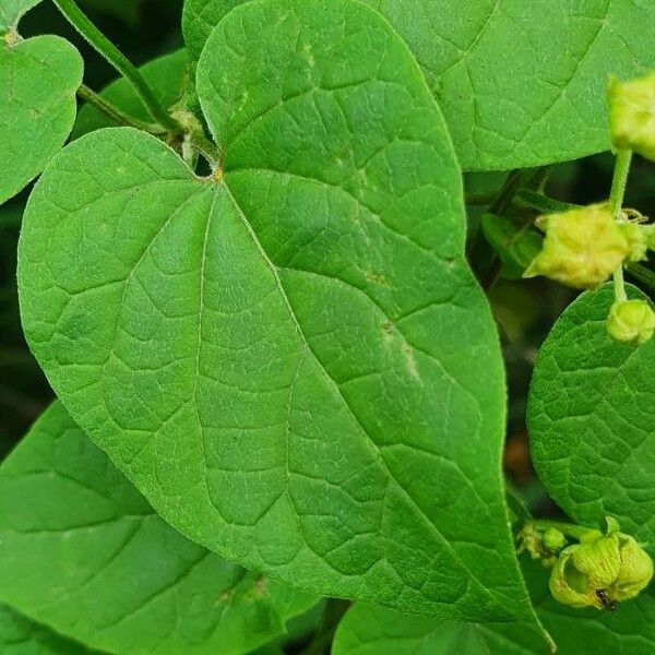 Pentarrhinum insipidum Leaf