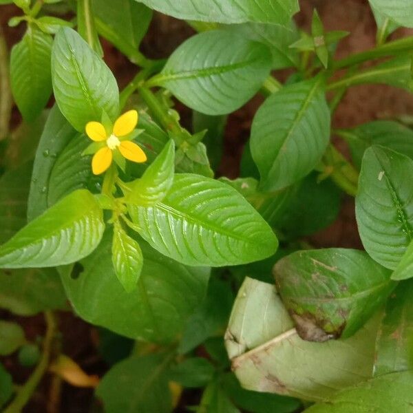 Ludwigia octovalvis Цвят