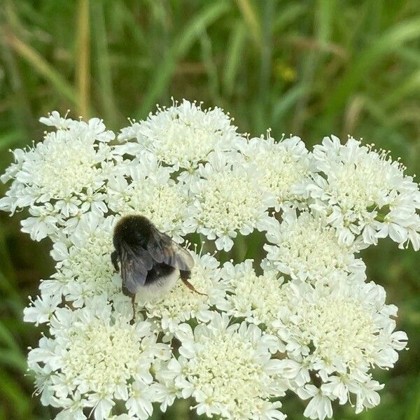 Oenanthe pimpinelloides Flor