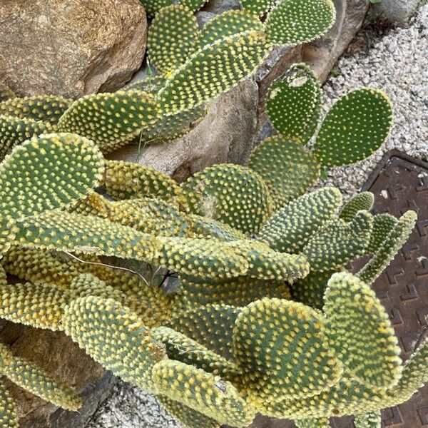 Opuntia microdasys Leaf