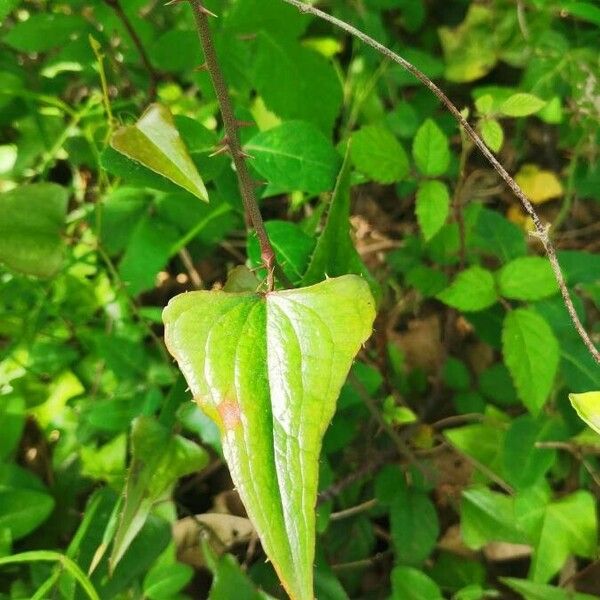 Smilax bona-nox Лист