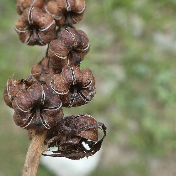 Pyrola minor Froito