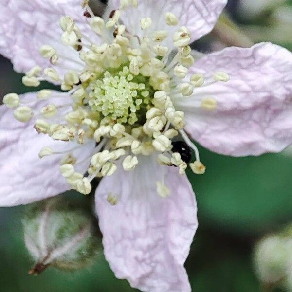 Rubus fruticosus Flor