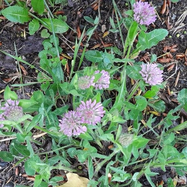 Trifolium pratense Vekstform