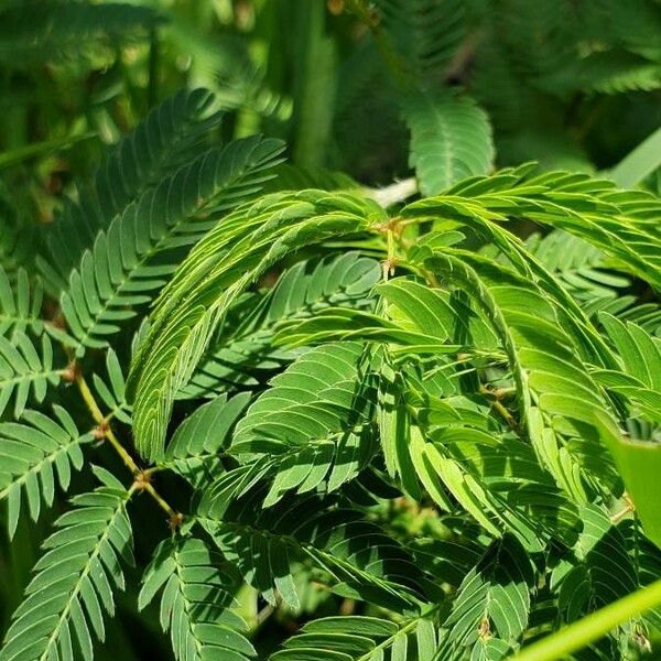 Mimosa pudica Leaf