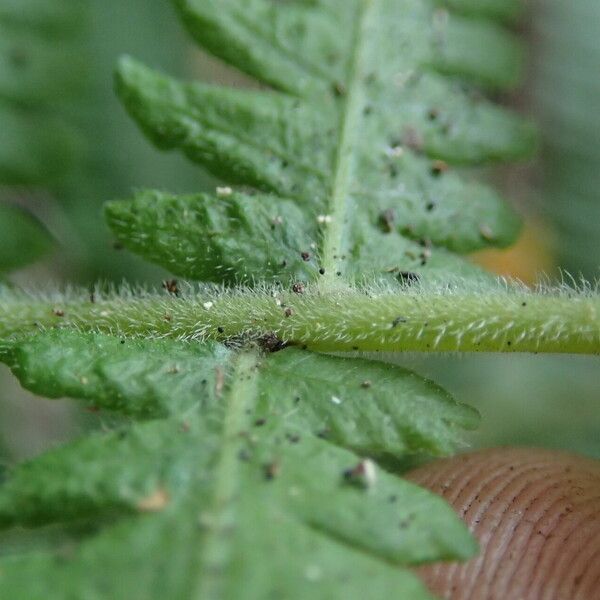 Thelypteris hispidula List