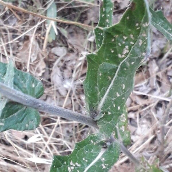 Cirsium scabrum पत्ता