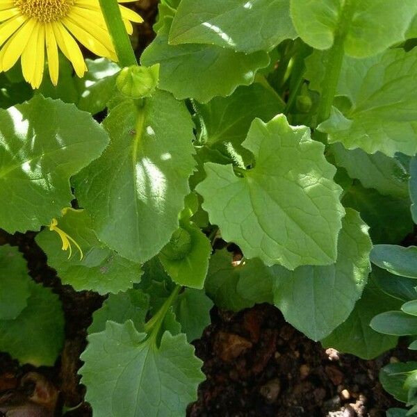 Doronicum orientale Fuelha