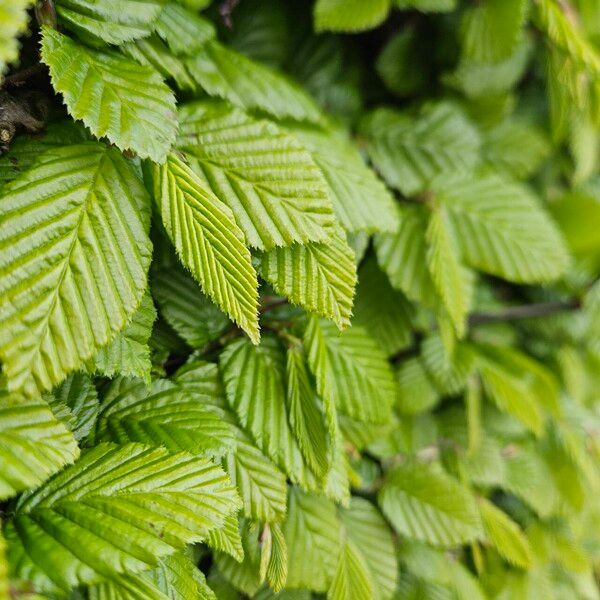 Carpinus betulus 整株植物