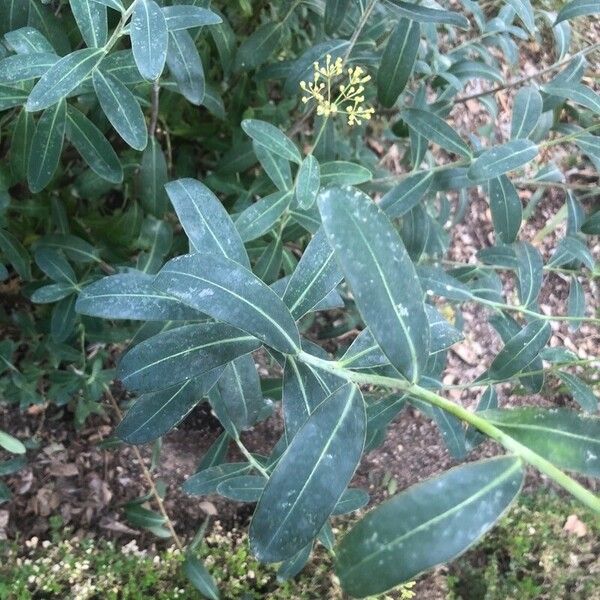 Bupleurum fruticosum Leaf