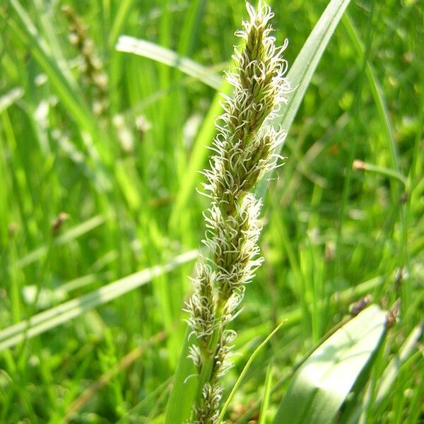 Carex vulpina Habit