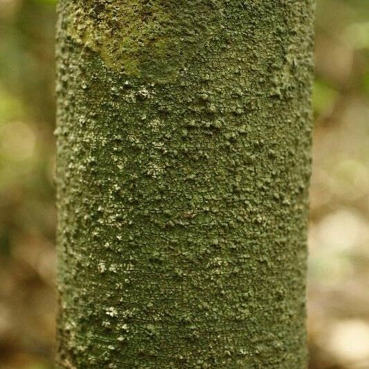 Lacmellea aculeata Bark