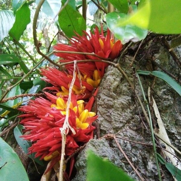 Musa coccinea Õis