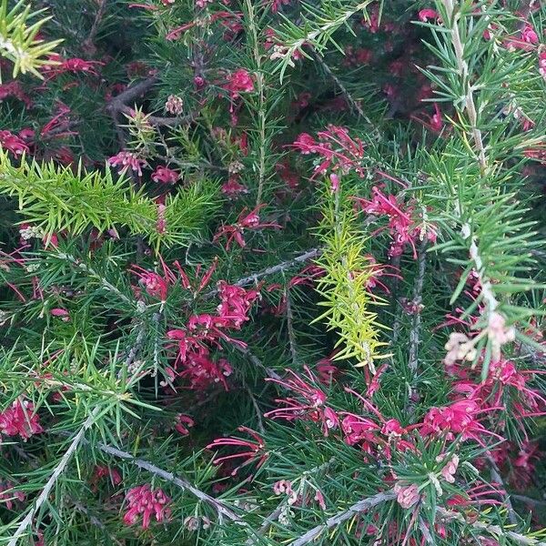 Grevillea rosmarinifolia Flower