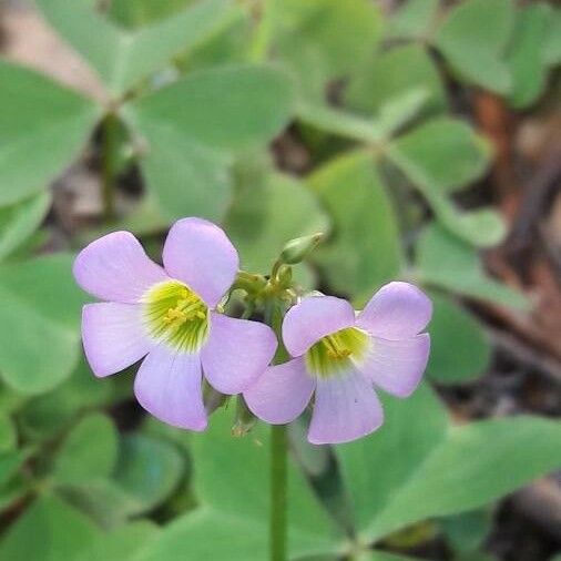 Oxalis latifolia Flower