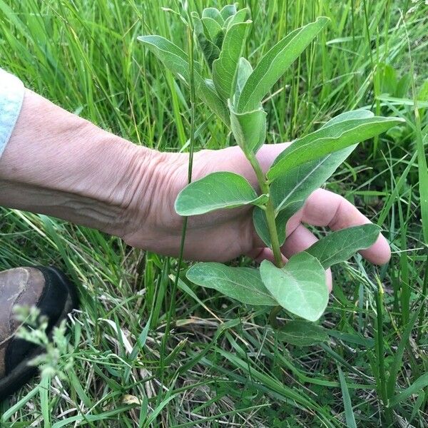 Asclepias viridis Ліст