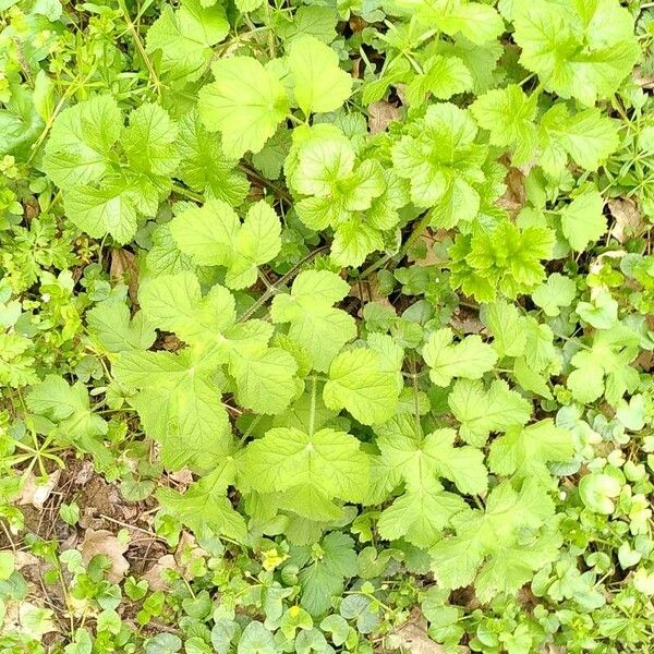 Heracleum sibiricum ഇല