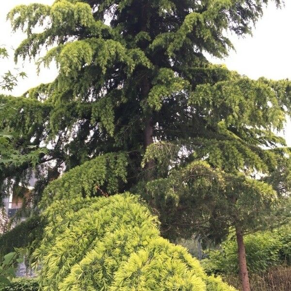 Cedrus deodara Yaprak