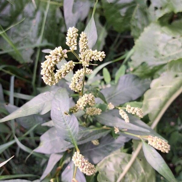 Persicaria lapathifolia Fruto