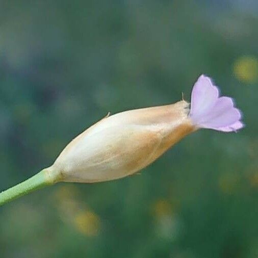 Petrorhagia prolifera Blüte