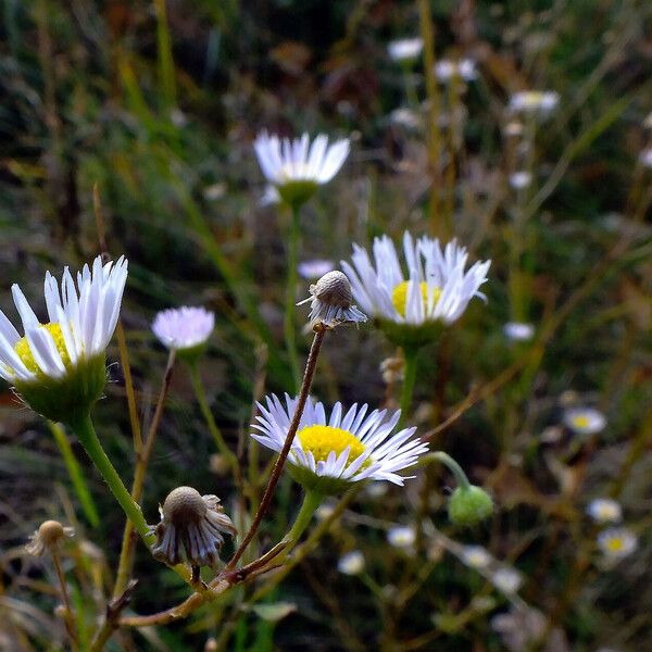 Erigeron annuus ফুল