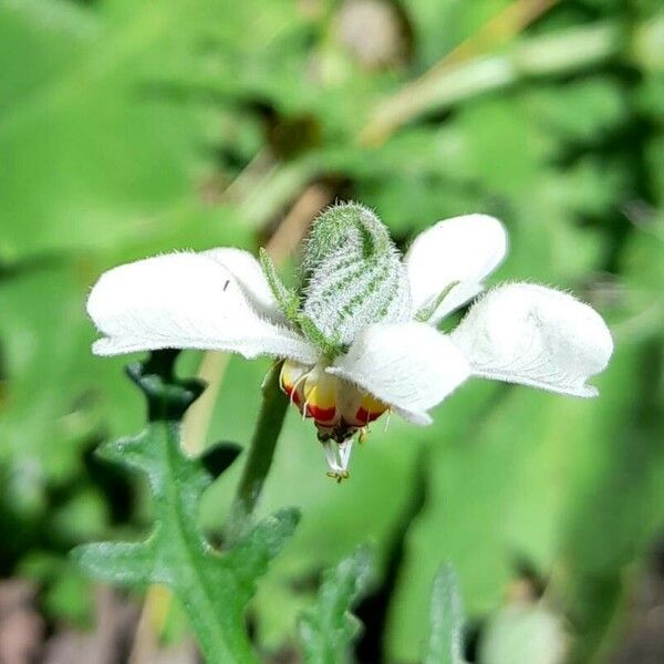 Blumenbachia insignis Λουλούδι