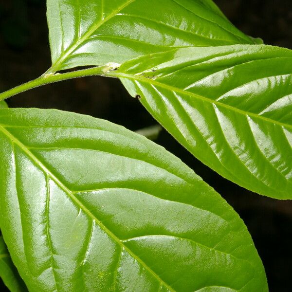 Casearia hirsuta Leaf