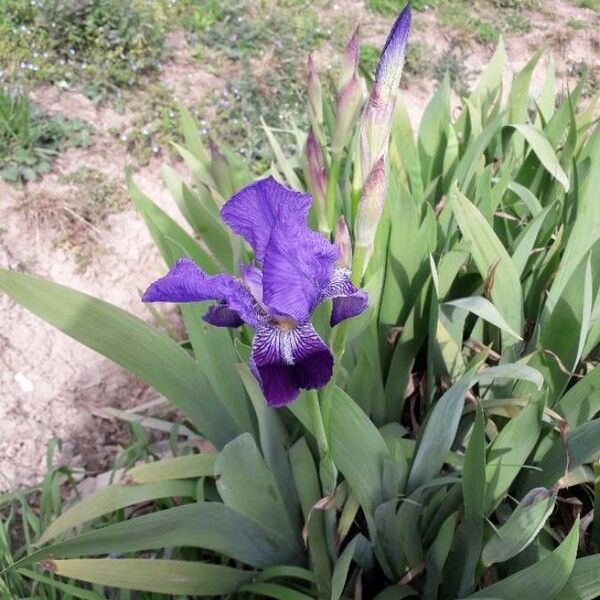 Iris × germanica Žiedas