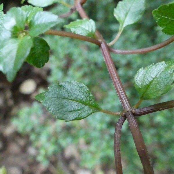 Pilea urticifolia List