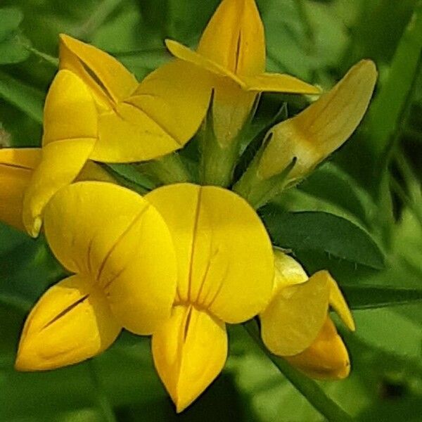 Lotus pedunculatus Flower