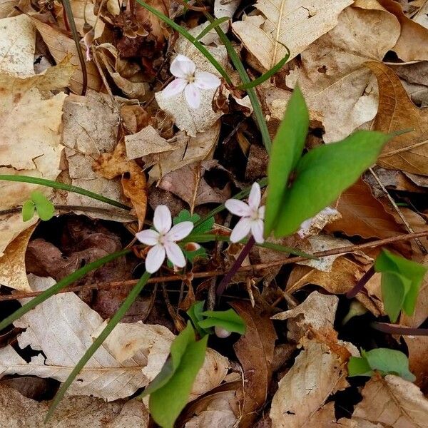 Claytonia caroliniana Blüte