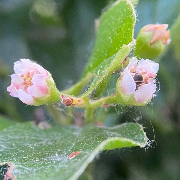 Cotoneaster acutifolius ফুল