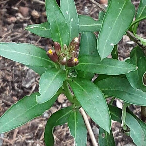 Erysimum × cheiri 花