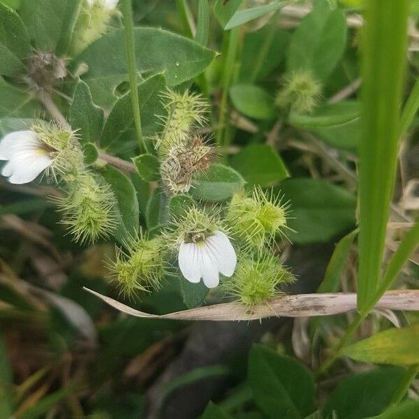 Blepharis maderaspatensis Flor