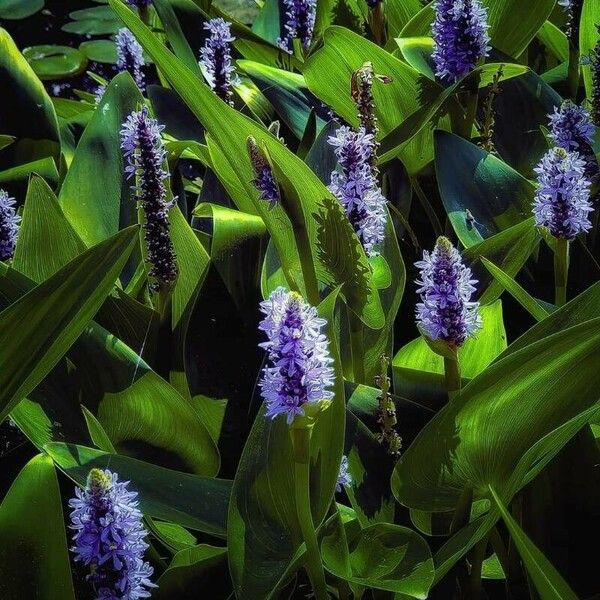 Pontederia cordata Bloem