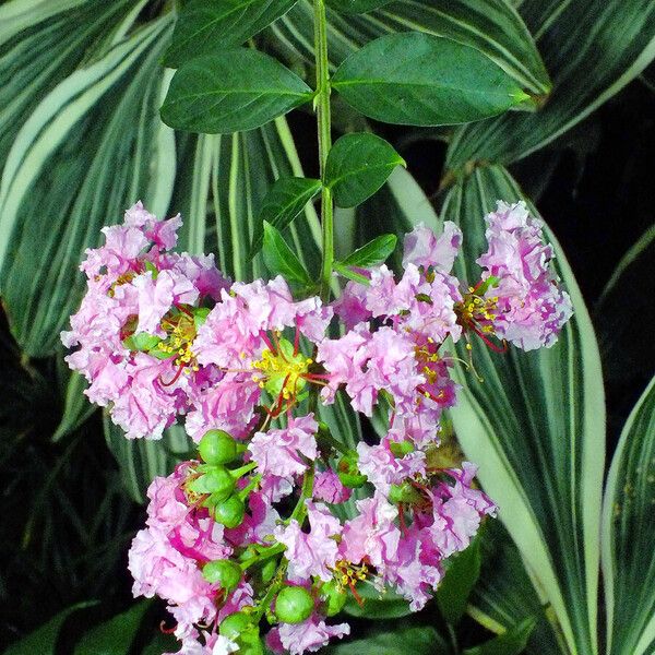 Lagerstroemia indica Flower