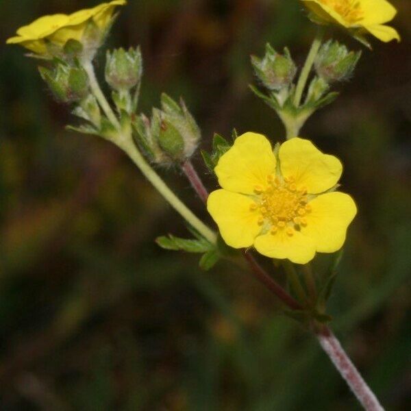 Potentilla intermedia Flower