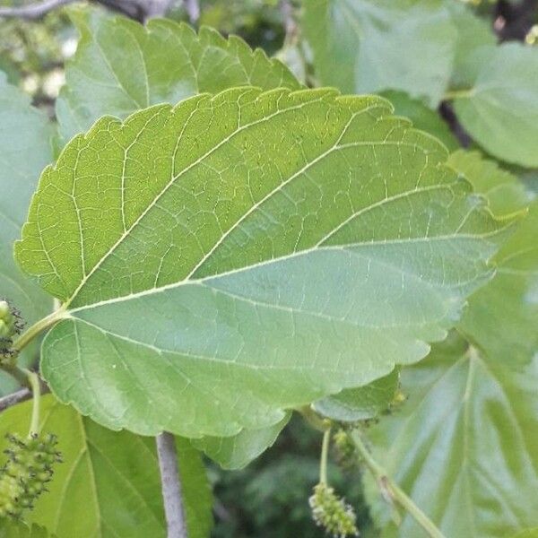 Morus alba Lapas