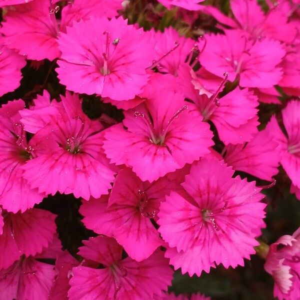 Dianthus barbatus Кветка