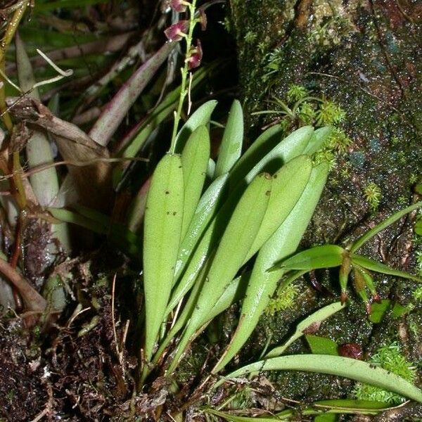 Stelis parvula Hábito