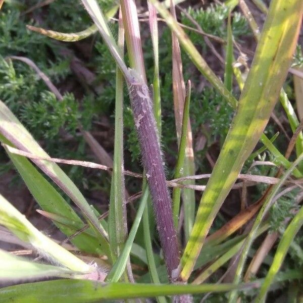 Bromus catharticus Leaf