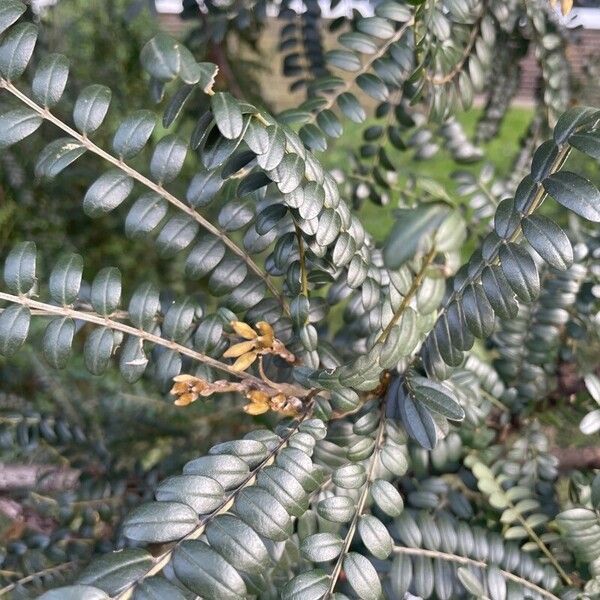 Sophora denudata Blad