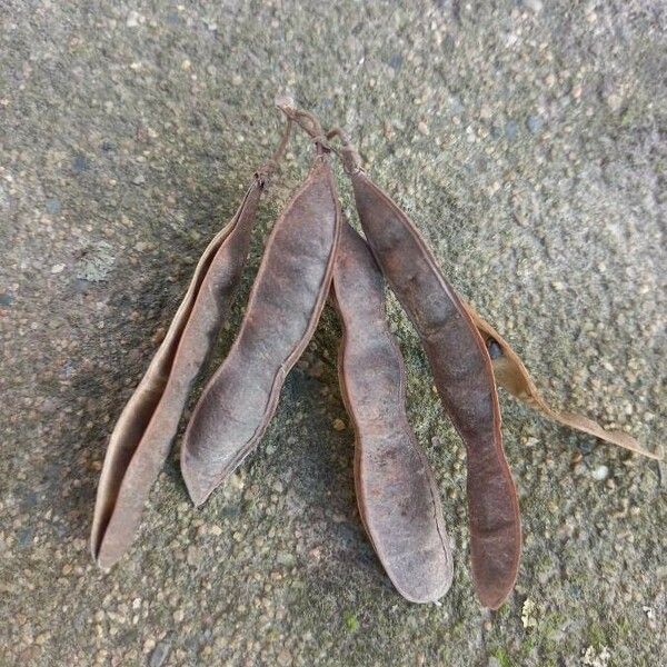 Robinia pseudoacacia Frukto