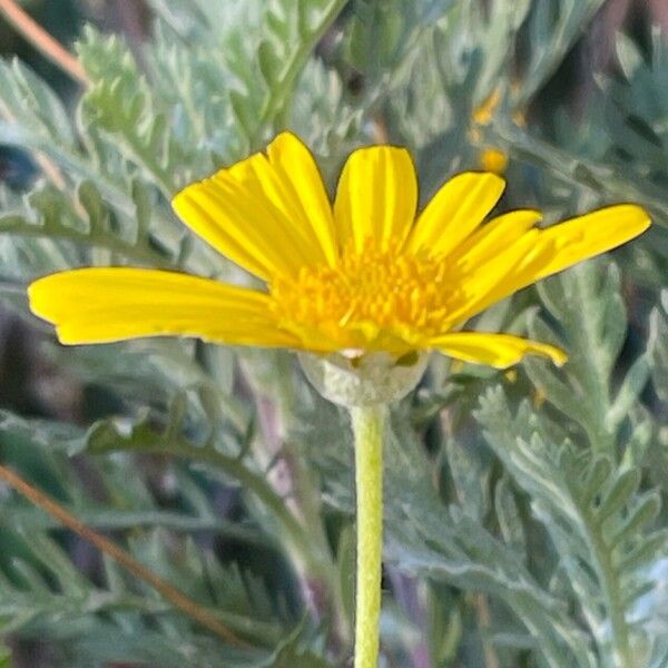 Euryops pectinatus Kukka