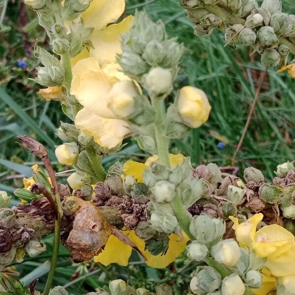 Verbascum densiflorum Çiçek