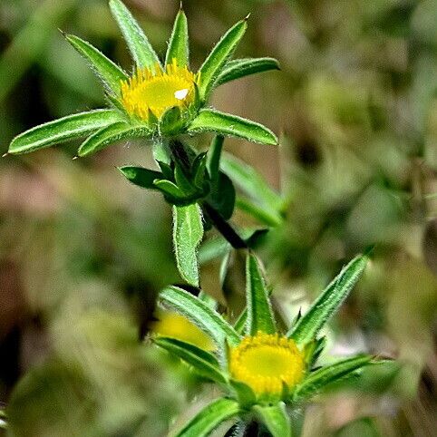 Pallenis spinosa Цветок