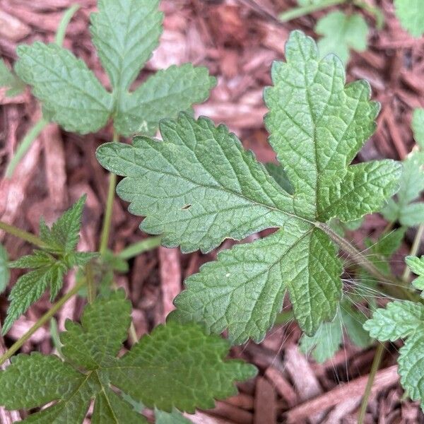 Hydrastis canadensis Φύλλο