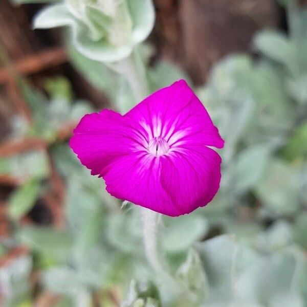 Silene coronaria Blomst