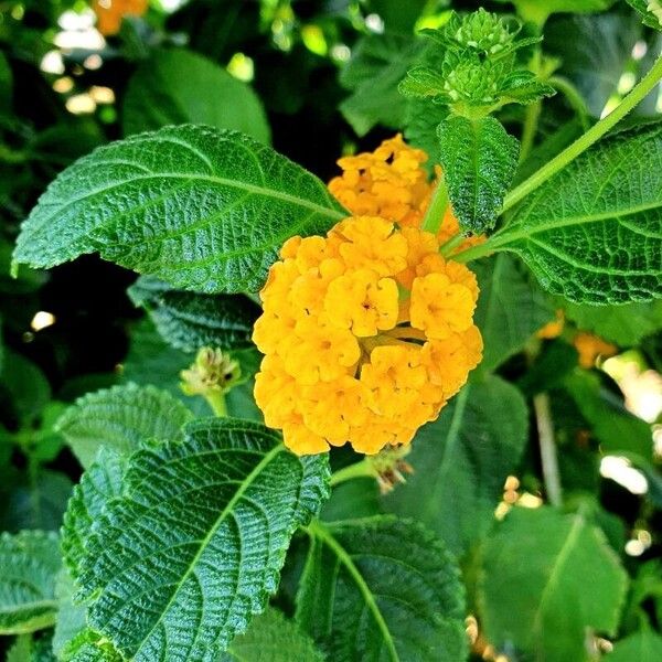 Lantana camara Flower